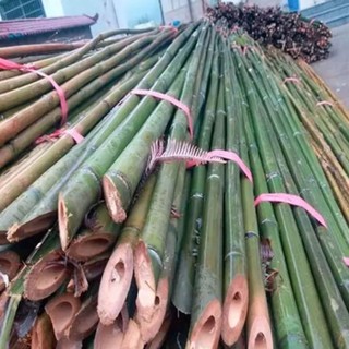 Hạt  giống tre Moso cho Măng  -Moso bamboo seeds-25viên