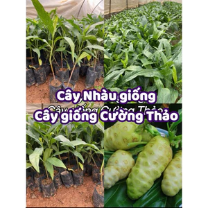 Cây Nhàu giống (mua 10 tặng 1)