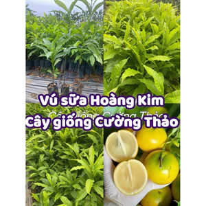 Cây giống Vú Sữa Hoàng Kim cây cao 30-40cm (Mua 10 tặng 1)o