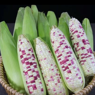 Hạt Giống Bắp Nếp Tím Siêu Dẻo - Bi-color Corn Seeds-10viên