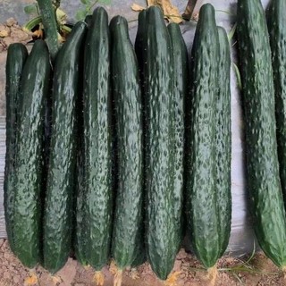 Hạt giống dưa chuột  siêu trái  -Long Cucumber-30viên