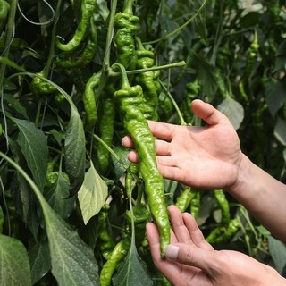 Hạt Giống  Ớt Siêu - Screw Pepper Seeds-100Hạt