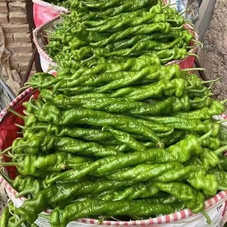 Hạt Giống  Ớt Siêu - Screw Pepper Seeds-100Hạt
