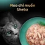 SHEBA Pate Cho Mèo Con Vị Cá Ngừ & Cá Hồi/ Cá Ngừ 70g – 1 gói