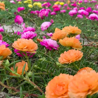 3 Kí Cành 10h 15 Màu Tặng 1 gói phân bón