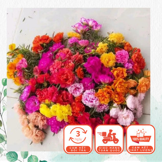 3 Kí Cành 10h 15 Màu Tặng 1 gói phân bón