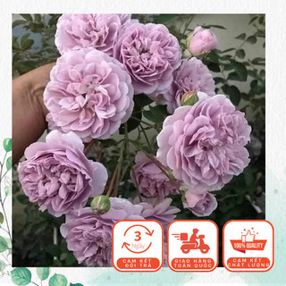 Cây Hồng Leo Tím Rainy Blue Leo Khoẻ