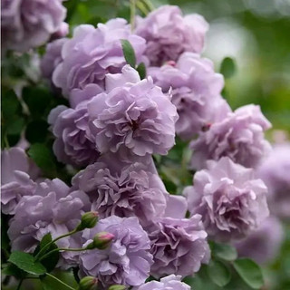 Cây Hồng Leo Tím Rainy Blue Leo Khoẻ