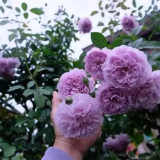 Cây Hồng Leo Tím Rainy Blue Leo Khoẻ