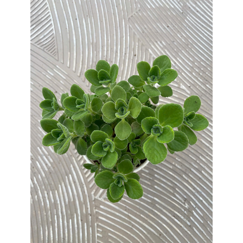 Sen thơm ( nhất mạc hương) size trung 15cm LINHDAN GARDEN x NHACUARUNG FARM