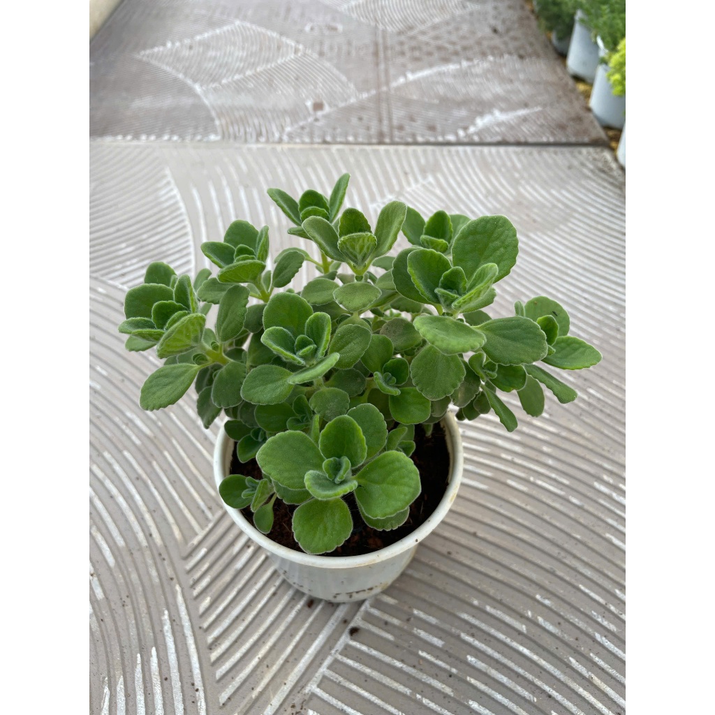 Sen thơm ( nhất mạc hương) size trung 15cm LINHDAN GARDEN x NHACUARUNG FARM