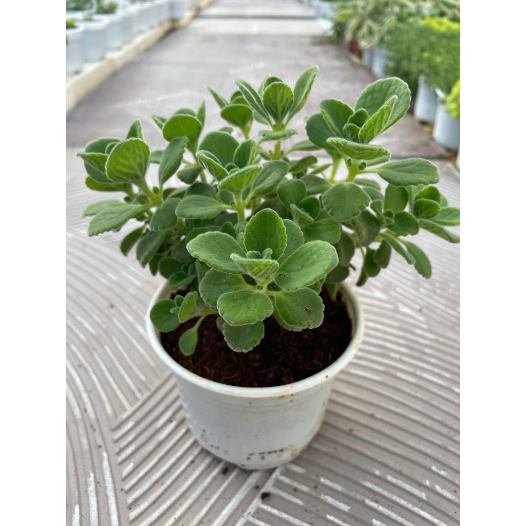 Sen thơm ( nhất mạc hương) size trung 15cm LINHDAN GARDEN x NHACUARUNG FARM
