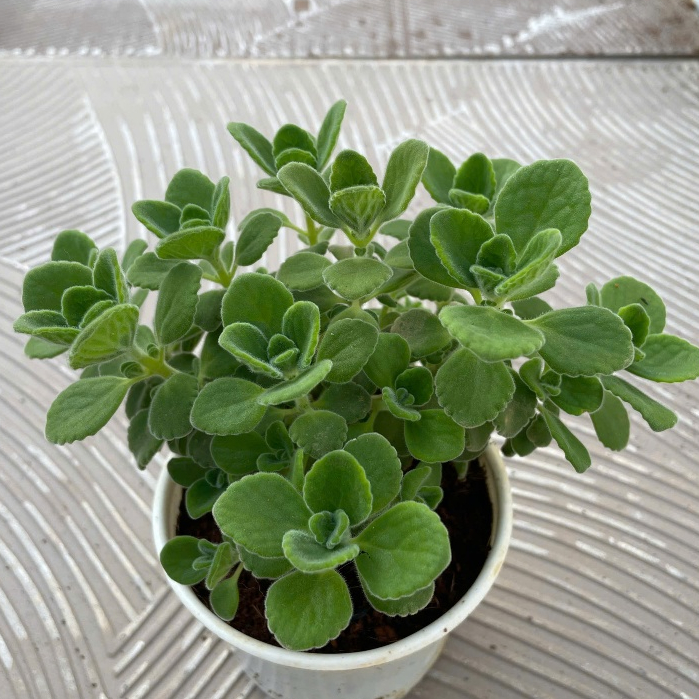 Sen thơm ( nhất mạc hương) size trung 15cm LINHDAN GARDEN x NHACUARUNG FARM