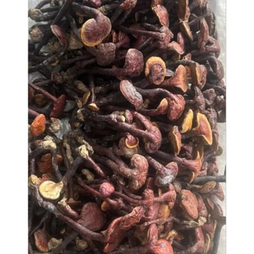 1Kg Nấm Linh Chi cổ cò đỏ(Linh Chi Đỏ), chuẩn hàng rừng tự nhiên