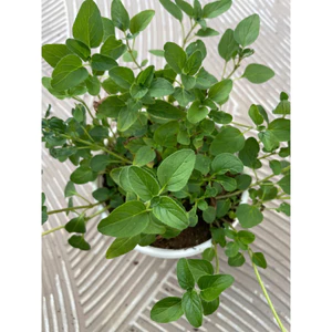 Cây Kinh Giới Cay ( Oregano) cây gia vị, cây 15cm LINHDAN Garden