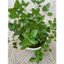 Cây Kinh Giới Cay ( Oregano) cây gia vị, cây 15cm LINHDAN Garden