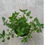 Cây Kinh Giới Cay ( Oregano) cây gia vị, cây 15cm LINHDAN Garden