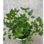 Cây Kinh Giới Cay ( Oregano) cây gia vị, cây 15cm LINHDAN Garden