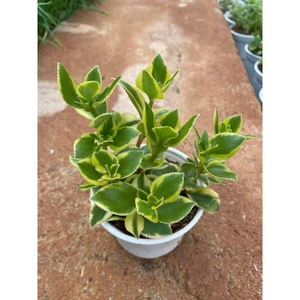 chậu cây lá Crassula Sarmentosa ( Ngọc bích)size trung 12-15cm LINHDAN GARDEN