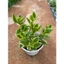 chậu cây lá Crassula Sarmentosa ( Ngọc bích)size trung 12-15cm LINHDAN GARDEN