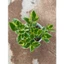 chậu cây lá Crassula Sarmentosa ( Ngọc bích)size trung 12-15cm LINHDAN GARDEN
