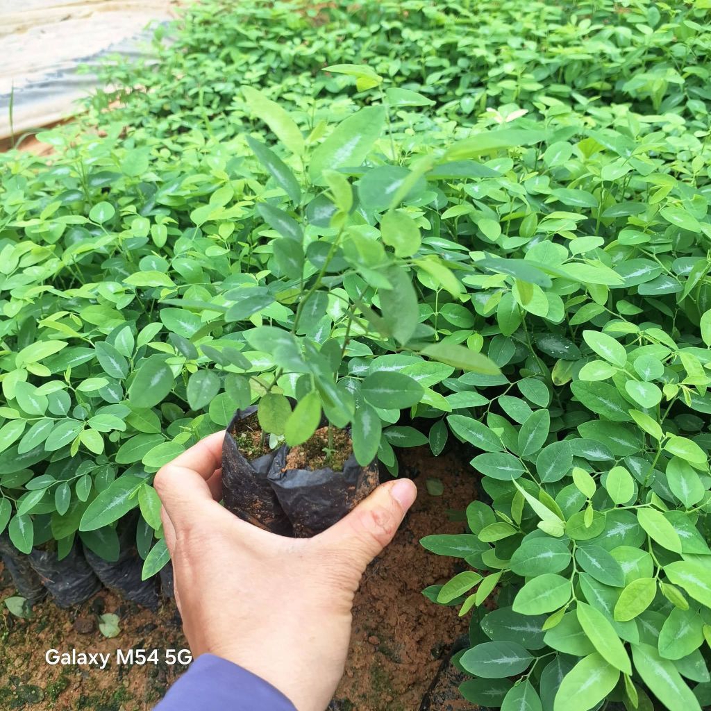 Bầu Giống Rau Ngót Ta Ươm Hạt Siêu Khoẻ, Lớn Nhanh Rất Năng Suất