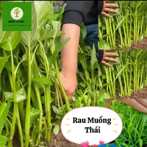100 Gam Hạt Giống Rau Muống Thái Lan Lá Nhỏ❤️ Dòn Ngọt, Năng Suất Cao Trồng Quanh Năm