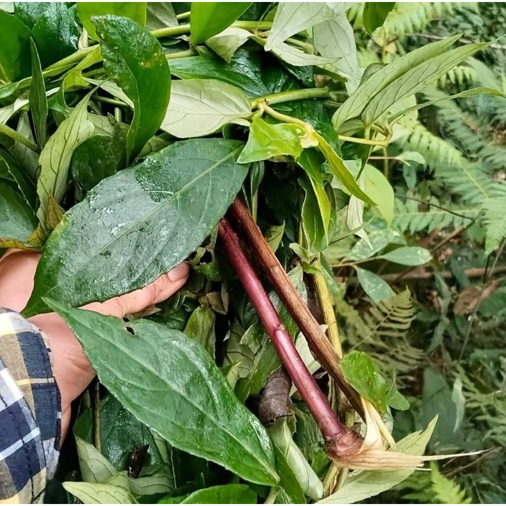 1kg Cây Bầu Đất Tím +  Cây Mâm Xôi Rừng Khô Điều hòa kinh Nguyệt, khô hạn, bổ trứng, tăng khả năng sinh sản