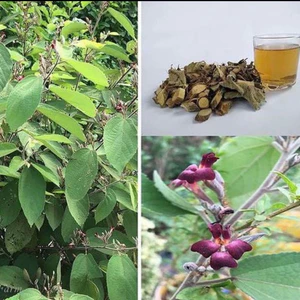 Cây An Xoa Hoa Tím 1kg Khô( Hàng rừng, nguyên thân, khô, sạch, nguyên chất loại 1