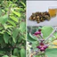 Cây An Xoa Hoa Tím 1kg Khô( Hàng rừng, nguyên thân, khô, sạch, nguyên chất loại 1