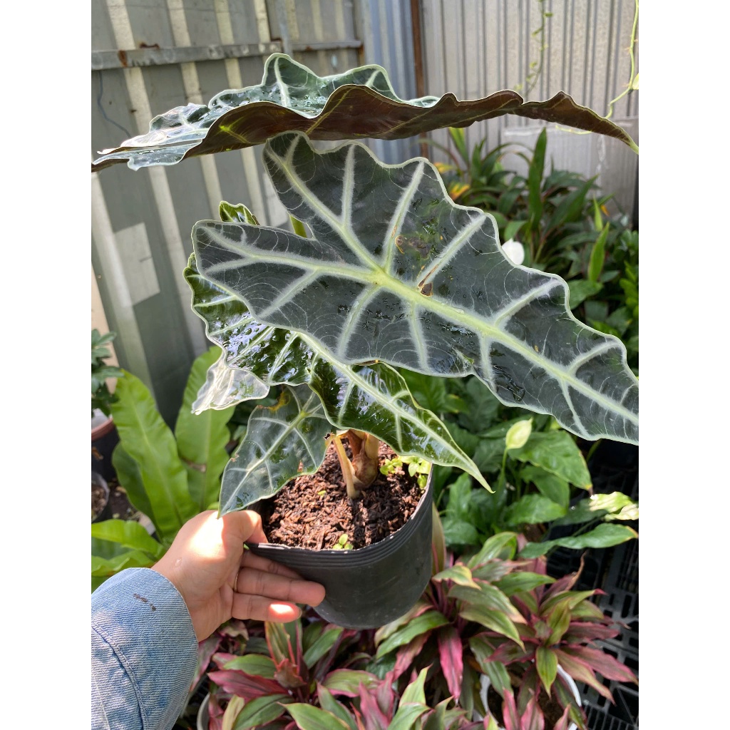 Cây Môn Quan Âm (Alocasia Polly) 30-40cm Cây Nội Thất Cao Cấp Decor Bàn Làm Việc - Cây Cảnh Thuộc Dòng Kiểng Lá