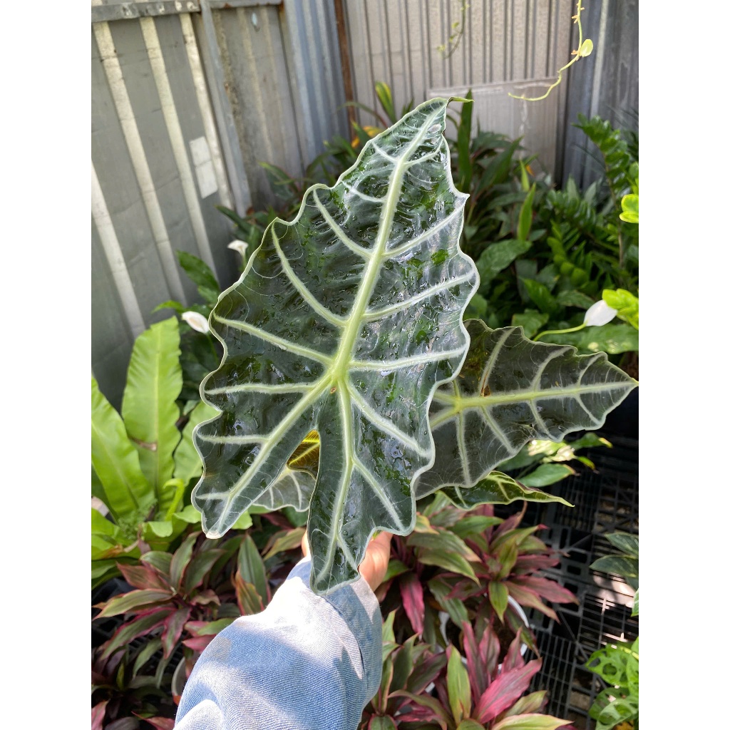 Cây Môn Quan Âm (Alocasia Polly) 30-40cm Cây Nội Thất Cao Cấp Decor Bàn Làm Việc - Cây Cảnh Thuộc Dòng Kiểng Lá
