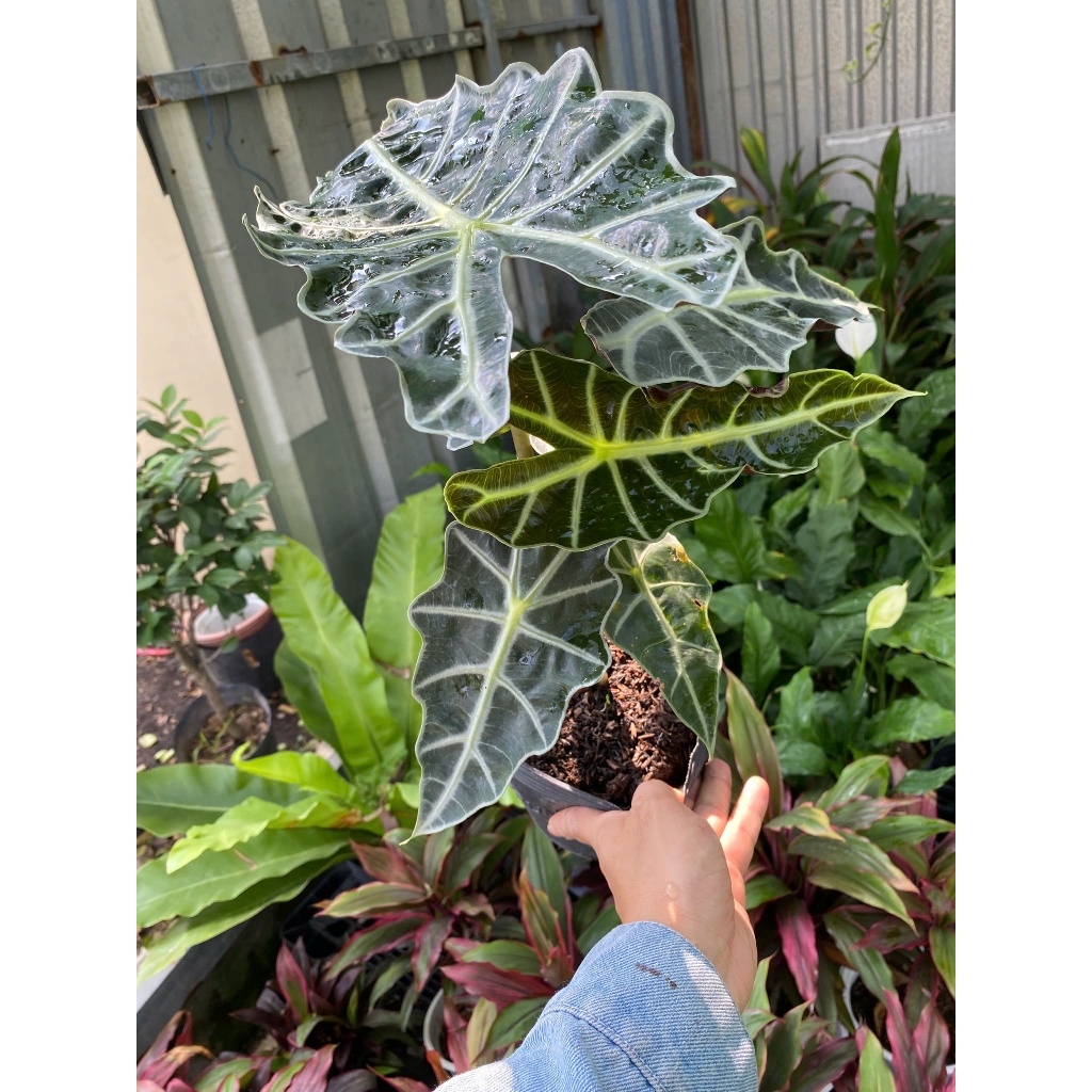 Cây Môn Quan Âm (Alocasia Polly) 30-40cm Cây Nội Thất Cao Cấp Decor Bàn Làm Việc - Cây Cảnh Thuộc Dòng Kiểng Lá