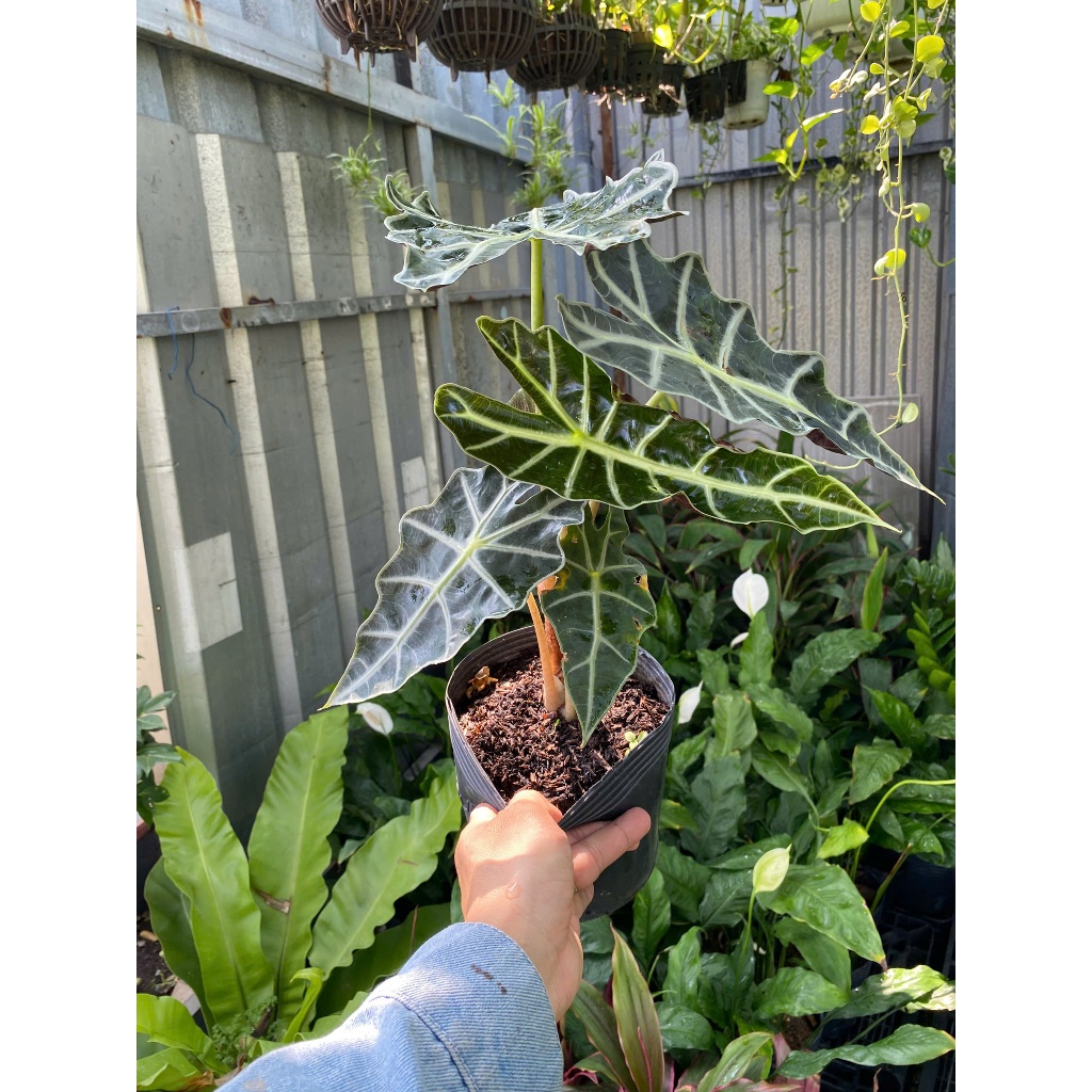 Cây Môn Quan Âm (Alocasia Polly) 30-40cm Cây Nội Thất Cao Cấp Decor Bàn Làm Việc - Cây Cảnh Thuộc Dòng Kiểng Lá