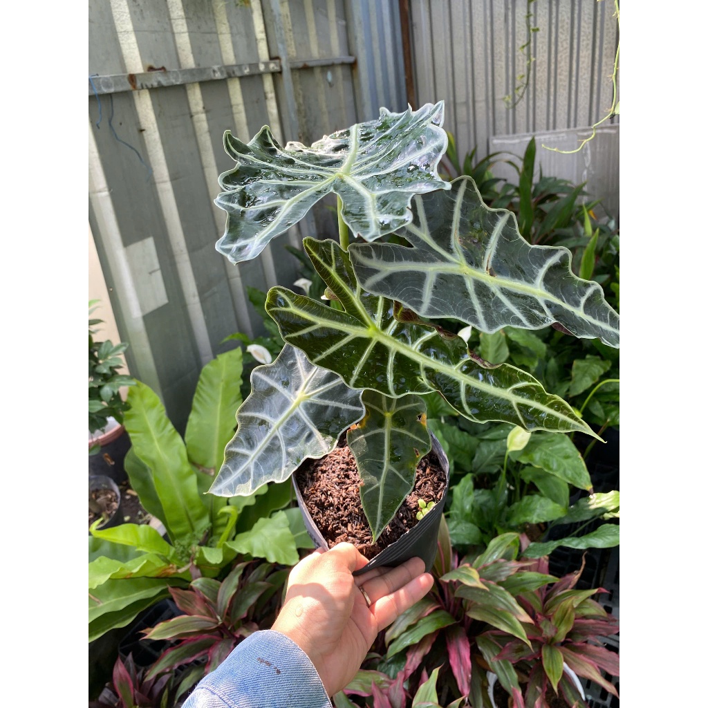 Cây Môn Quan Âm (Alocasia Polly) 30-40cm Cây Nội Thất Cao Cấp Decor Bàn Làm Việc - Cây Cảnh Thuộc Dòng Kiểng Lá