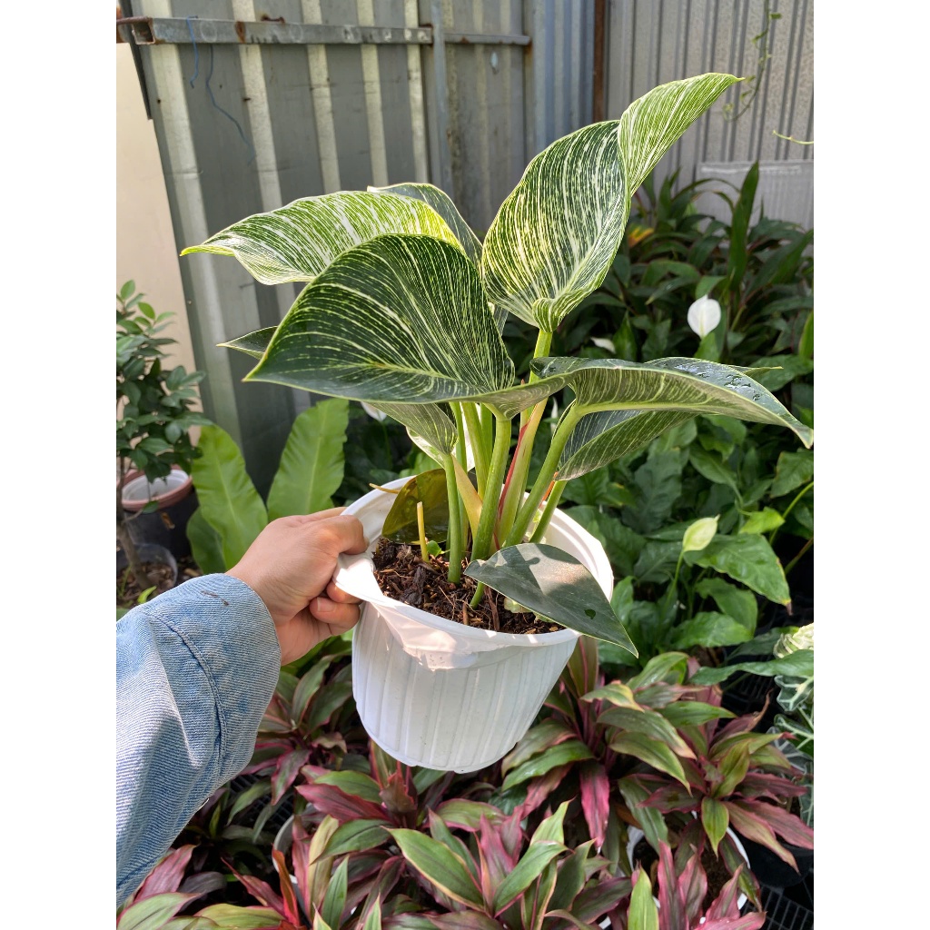 Cây Trầu Bà Kim Cương (Philodendron Birkin) 30-40cm Vân Lá Trắng Độc Đáo - Cây Nội Thất Sang Trọng Lọc Không Khí & Phong