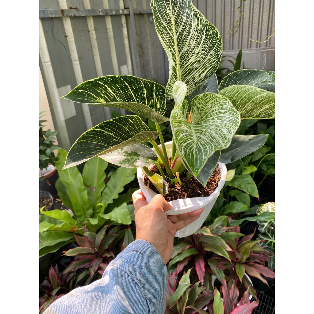 Cây Trầu Bà Kim Cương (Philodendron Birkin) 30-40cm Vân Lá Trắng Độc Đáo - Cây Nội Thất Sang Trọng Lọc Không Khí & Phong