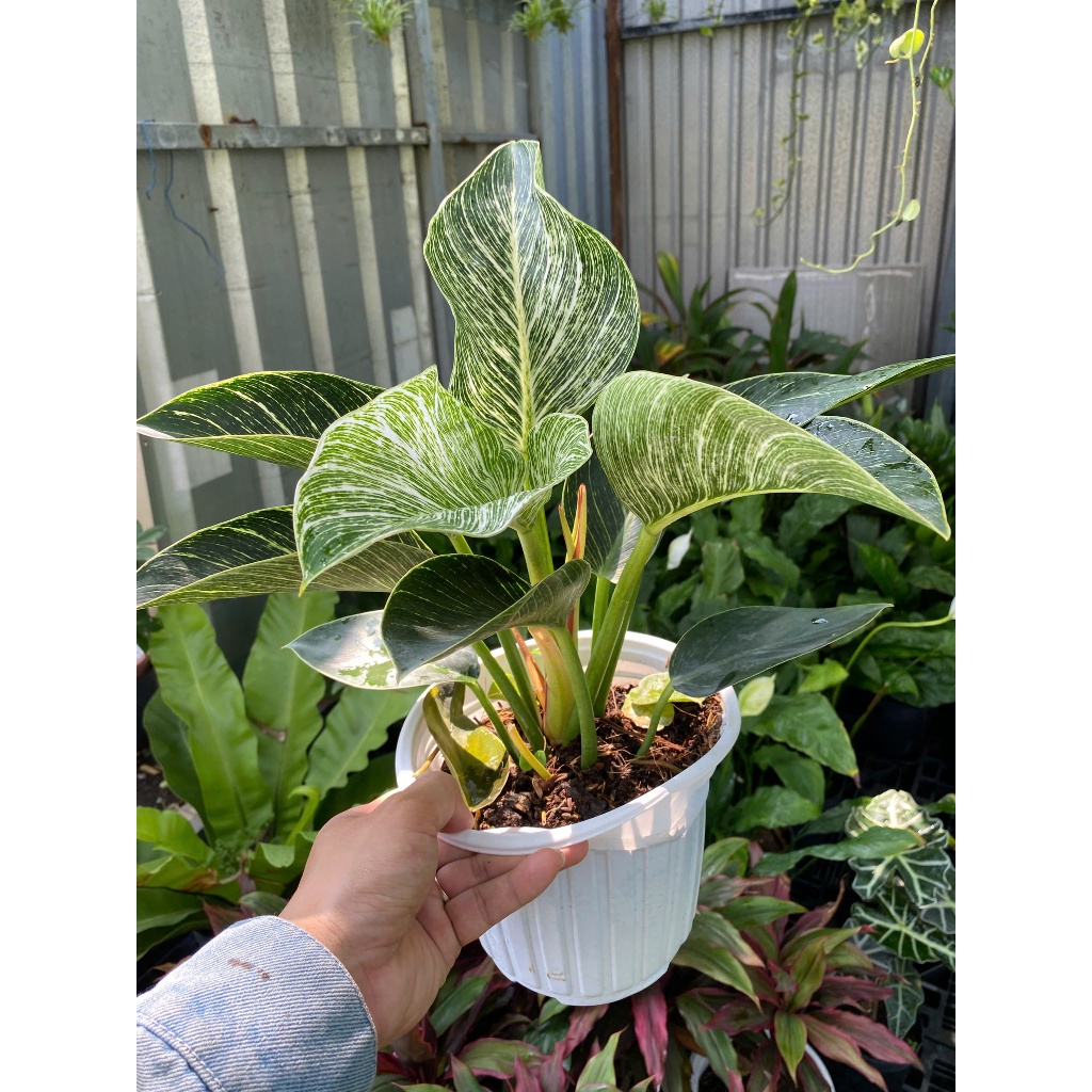 Cây Trầu Bà Kim Cương (Philodendron Birkin) 30-40cm Vân Lá Trắng Độc Đáo - Cây Nội Thất Sang Trọng Lọc Không Khí & Phong