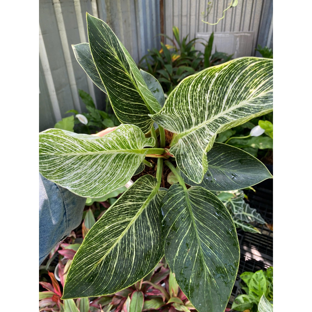 Cây Trầu Bà Kim Cương (Philodendron Birkin) 30-40cm Vân Lá Trắng Độc Đáo - Cây Nội Thất Sang Trọng Lọc Không Khí & Phong