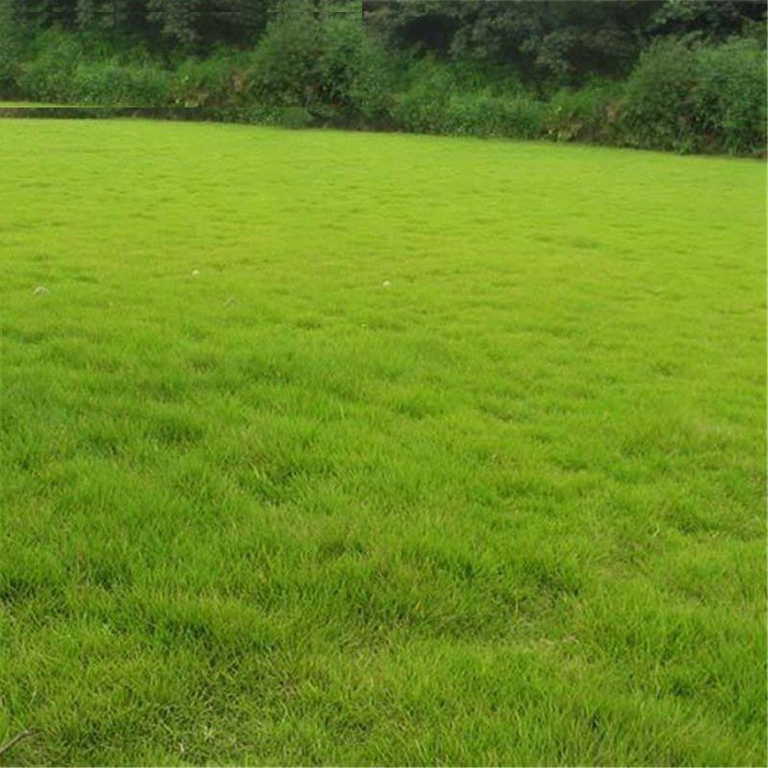 Hạt Giống Cỏ Nhung Nhật (gói 50gr) trồng trang trí sân vườn，k054··