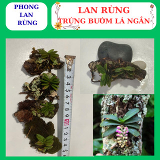 Lan rừng trứng bướm hoa nở đẹp