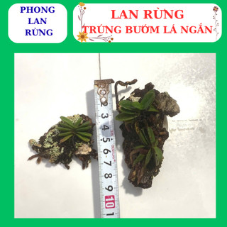 Lan rừng trứng bướm hoa nở đẹp