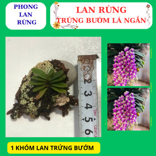 Lan rừng trứng bướm hoa nở đẹp