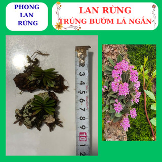 Lan rừng trứng bướm hoa nở đẹp