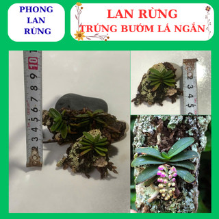 Lan rừng trứng bướm hoa nở đẹp