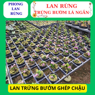 Lan rừng trứng bướm hoa nở đẹp