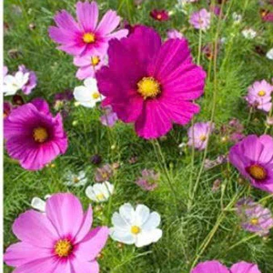 Màu hỗn hợpHạt giống hoa sao nhái ( Cosmos - Cánh bướm )，k057