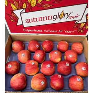 Thùng táo autum size 100trai/18kg