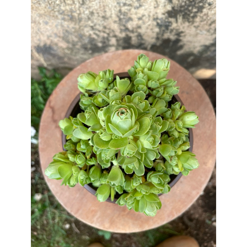 Sen đá hoa hồng xanh 12cm LINHDAN GARDEN