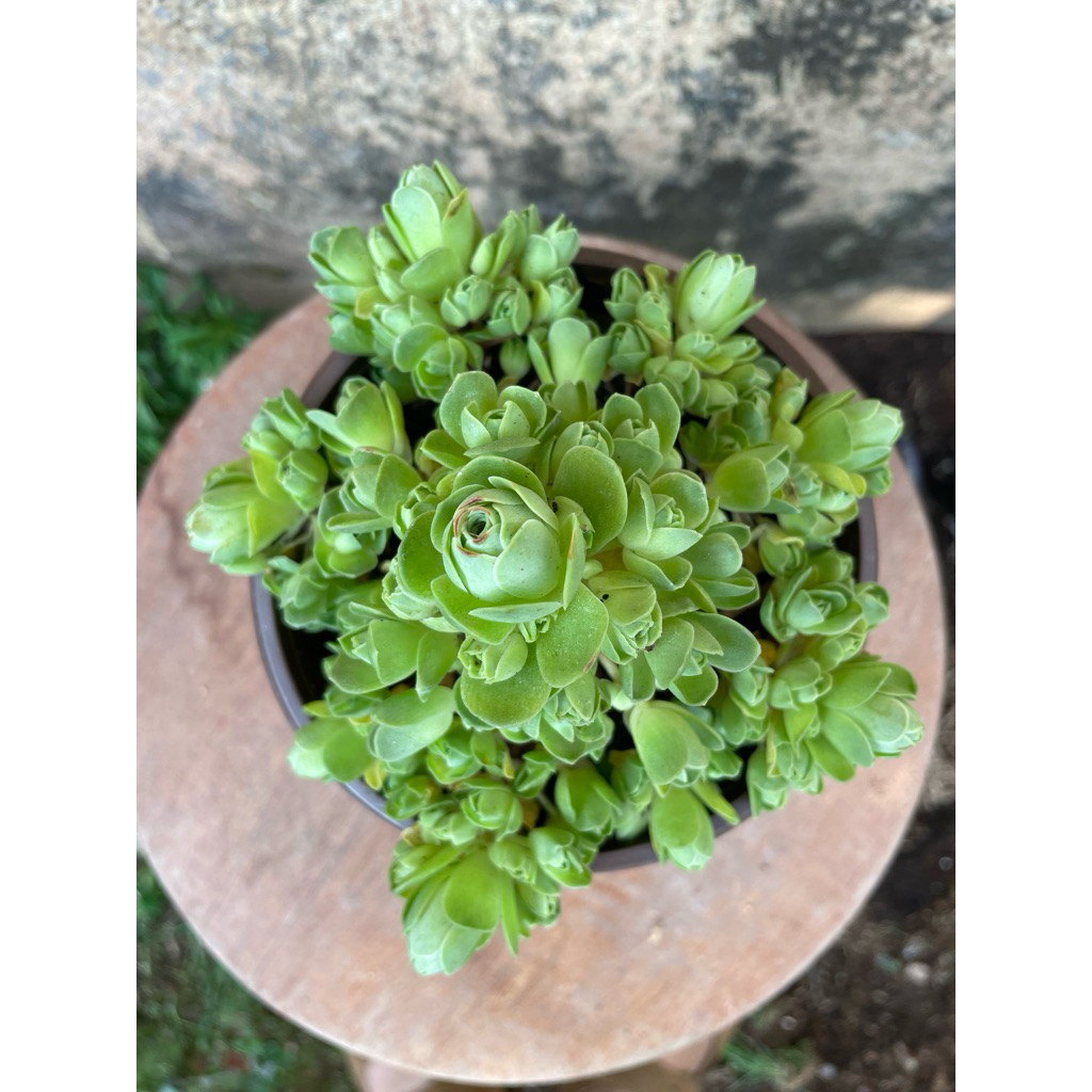 Sen đá hoa hồng xanh 12cm LINHDAN GARDEN